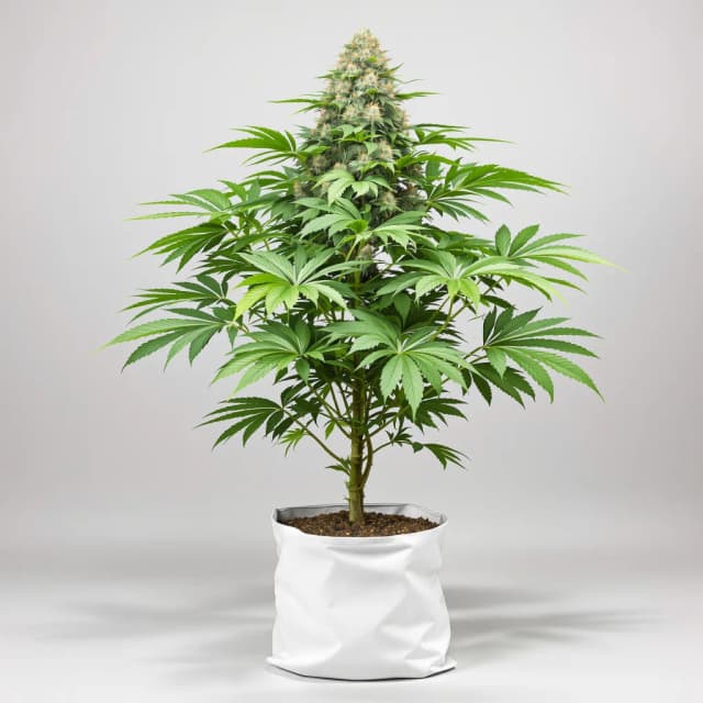 Embalaje de semillas de cannabis Lemon Daddy — Royal King Seeds España
