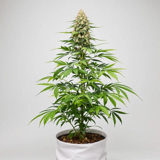 Embalaje de semillas de cannabis Lemon Drizzle — Royal King Seeds España