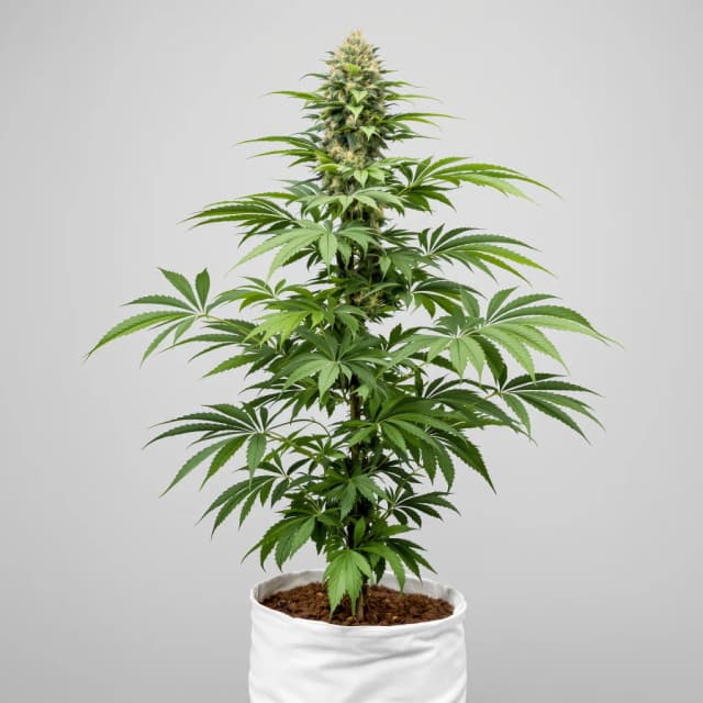 Embalaje de semillas de cannabis Lemon Drizzle — Royal King Seeds España