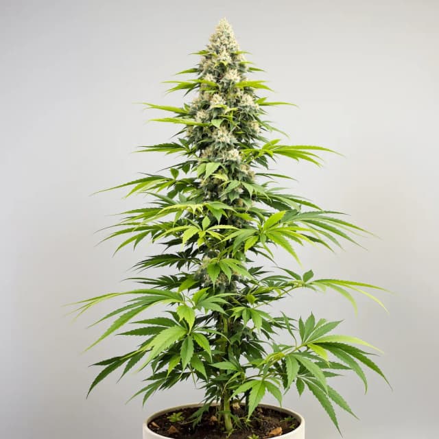 Embalaje de semillas de cannabis Lemon Drop — Royal King Seeds España