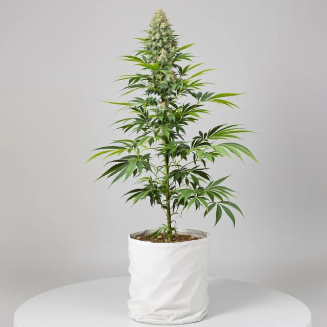 Embalaje de semillas de cannabis Lemon Drop — Royal King Seeds España