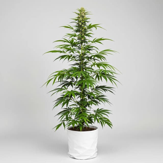 Embalaje de semillas de cannabis Lemon Haze — Royal King Seeds España