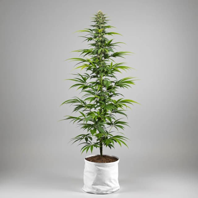 Embalaje de semillas de cannabis Lemon Jack — Royal King Seeds España