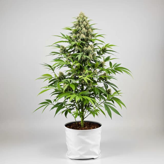 Embalaje de semillas de cannabis Lemon Kush — Royal King Seeds España