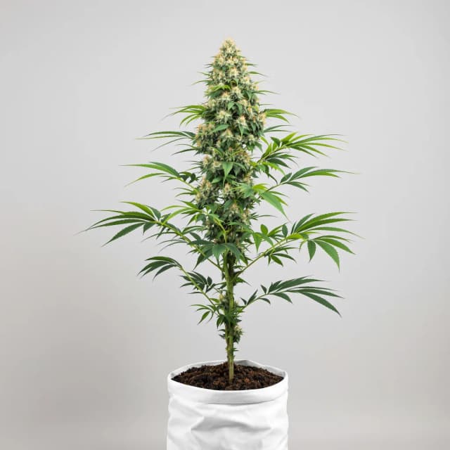 Embalaje de semillas de cannabis Lemon OG Kush — Royal King Seeds España