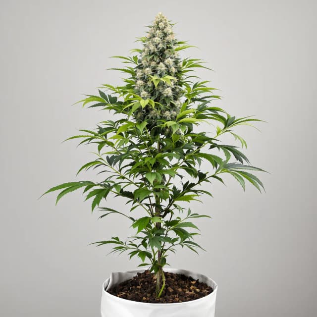 Embalaje de semillas de cannabis Lemon Skunk — Royal King Seeds España