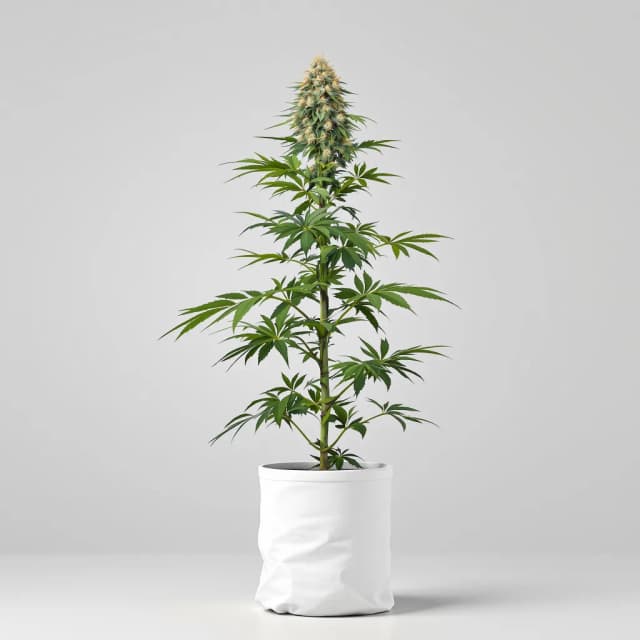 Embalaje de semillas de cannabis Lethal Purple — Royal King Seeds España
