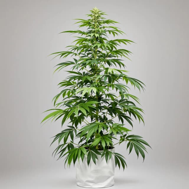 Embalaje de semillas de cannabis Liberty Haze — Royal King Seeds España