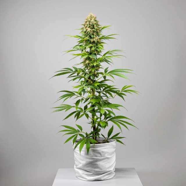 Embalaje de semillas de cannabis Lime Purple Mist — Royal King Seeds España
