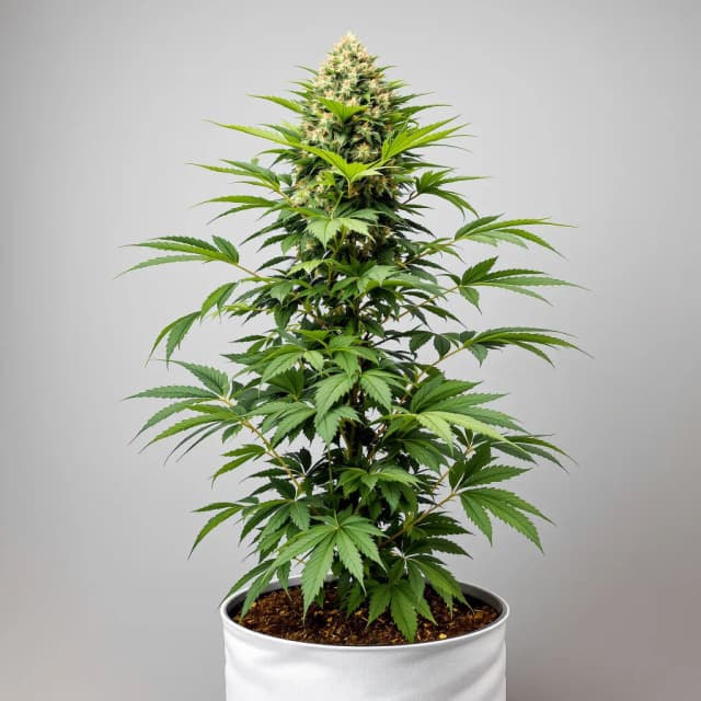 Embalaje de semillas de cannabis Liquid Butter — Royal King Seeds España