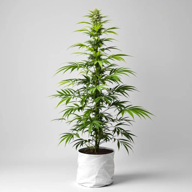 Embalaje de semillas de cannabis Lodi Dodi — Royal King Seeds España
