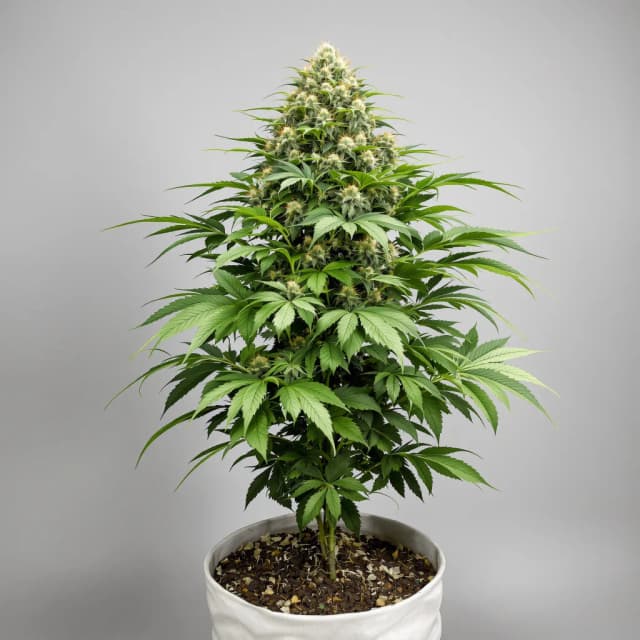 Embalaje de semillas de cannabis London Pound Cake — Royal King Seeds España