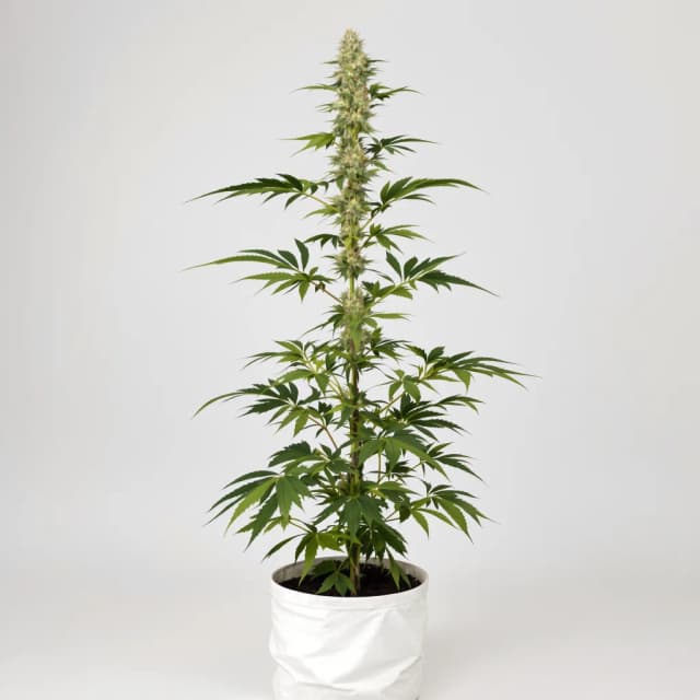 Embalaje de semillas de cannabis Lowryder — Royal King Seeds España