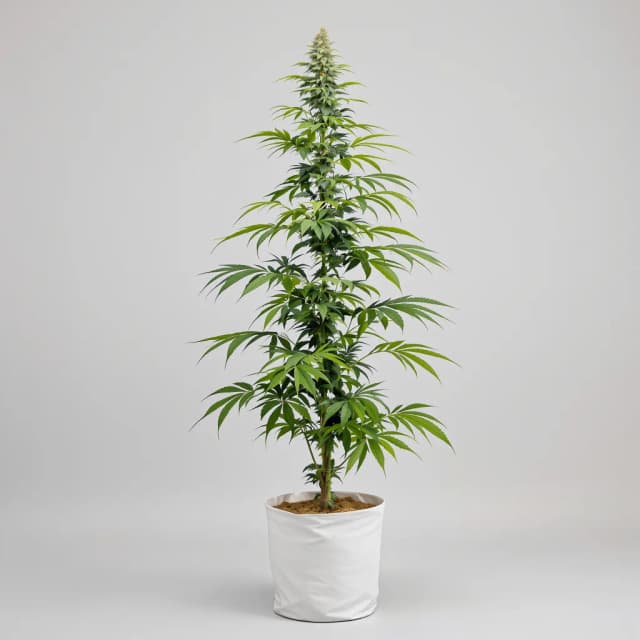 Embalaje de semillas de cannabis Lucid Dream — Royal King Seeds España