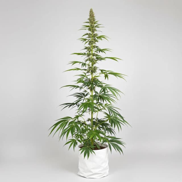 Embalaje de semillas de cannabis Lucid Dream Kush — Royal King Seeds España