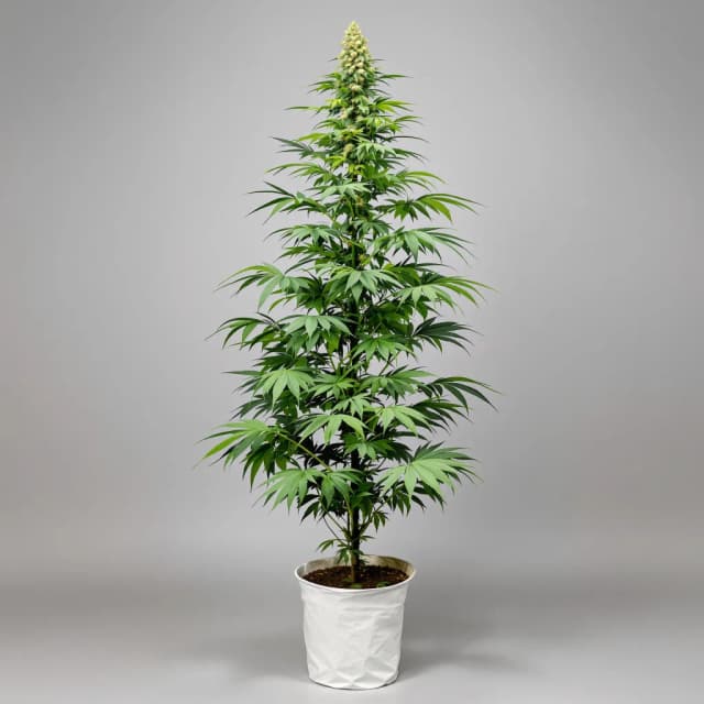 Embalaje de semillas de cannabis Lucid Dream Kush — Royal King Seeds España