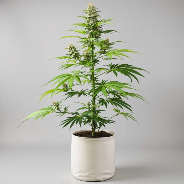 Embalaje de semillas de cannabis Lucky Charms — Royal King Seeds España