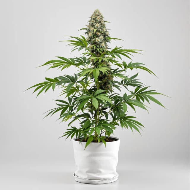 Embalaje de semillas de cannabis Mad Scientist — Royal King Seeds España