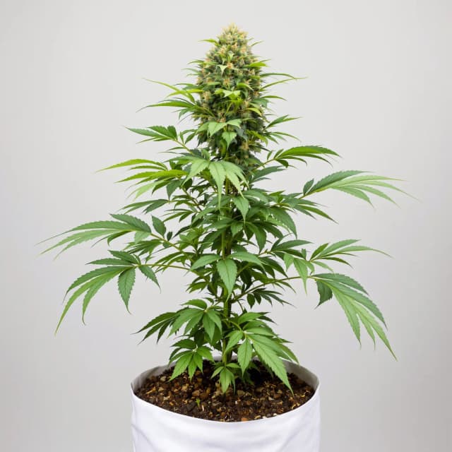 Embalaje de semillas de cannabis Mag Landrace — Royal King Seeds España