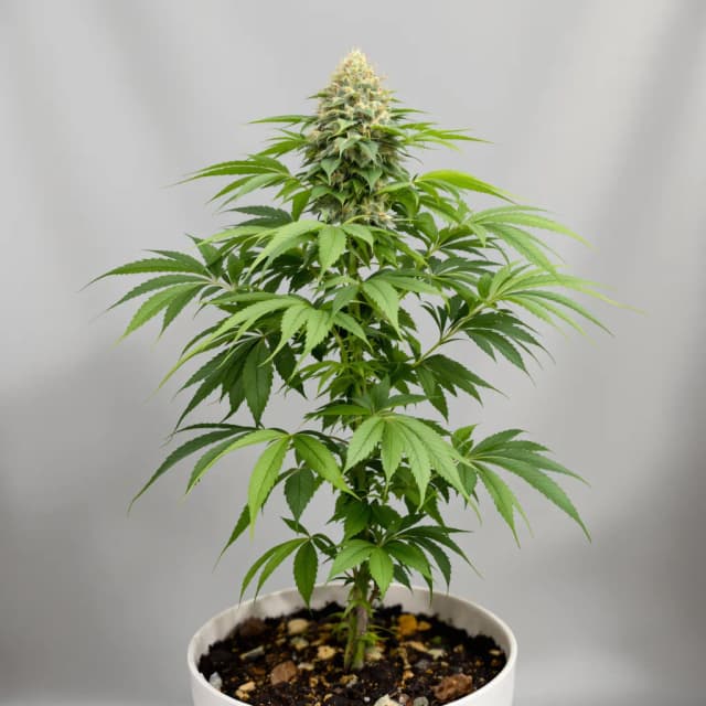 Embalaje de semillas de cannabis Magic Beans OG — Royal King Seeds España