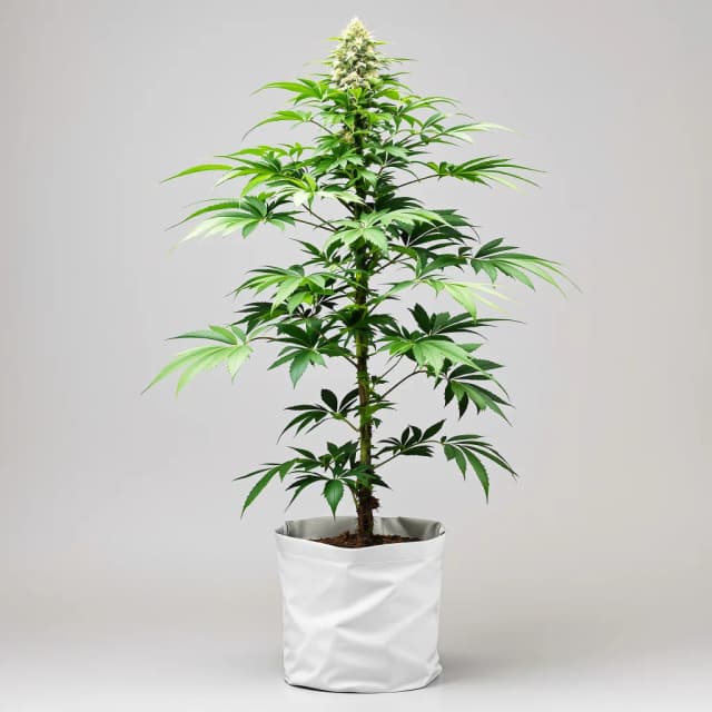Embalaje de semillas de cannabis Magnum — Royal King Seeds España
