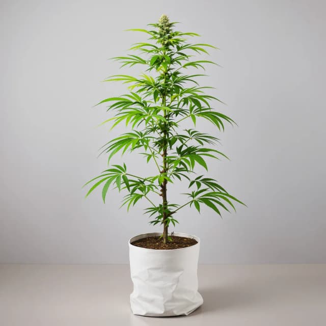 Embalaje de semillas de cannabis Malawi Gold — Royal King Seeds España