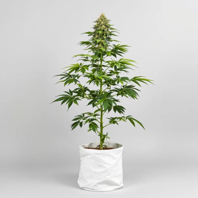 Embalaje de semillas de cannabis Mandarin — Royal King Seeds España
