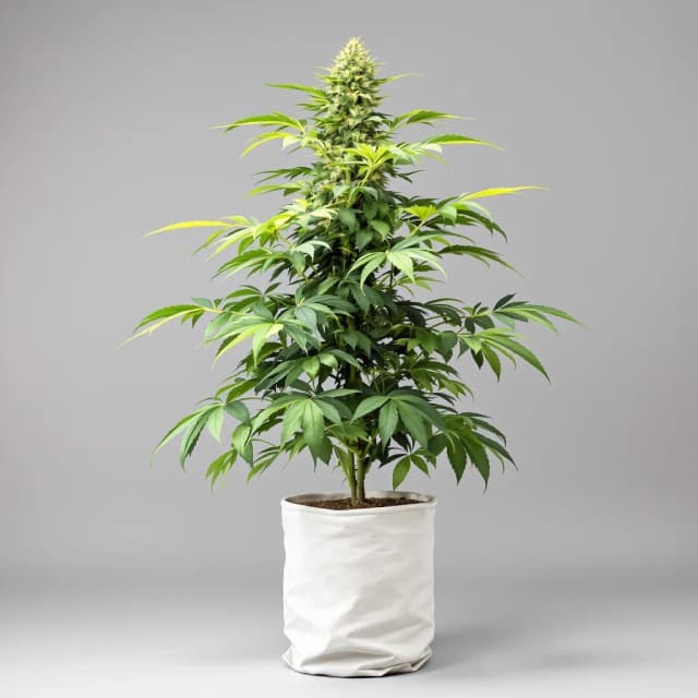 Embalaje de semillas de cannabis Mango Haze — Royal King Seeds España
