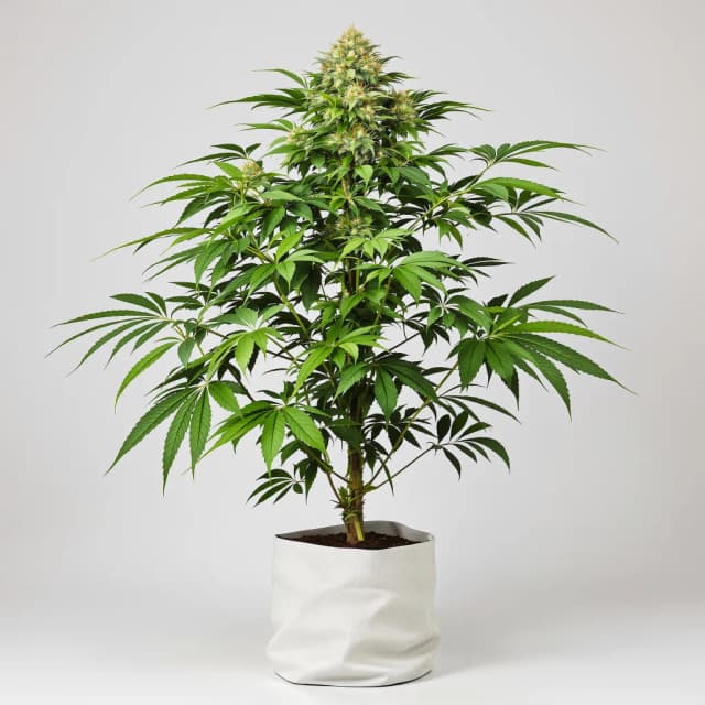 Embalaje de semillas de cannabis Marcosus Marshmellow — Royal King Seeds España