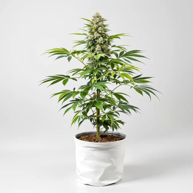 Embalaje de semillas de cannabis Mars OG — Royal King Seeds España