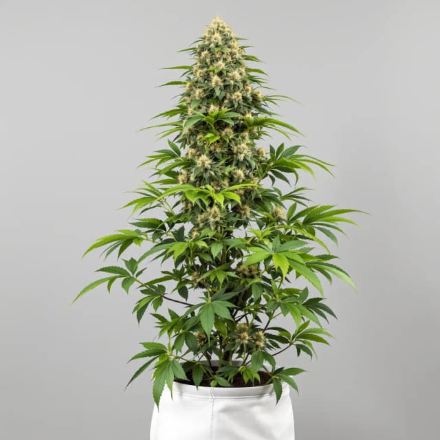 Embalaje de semillas de cannabis Master Jedi — Royal King Seeds España