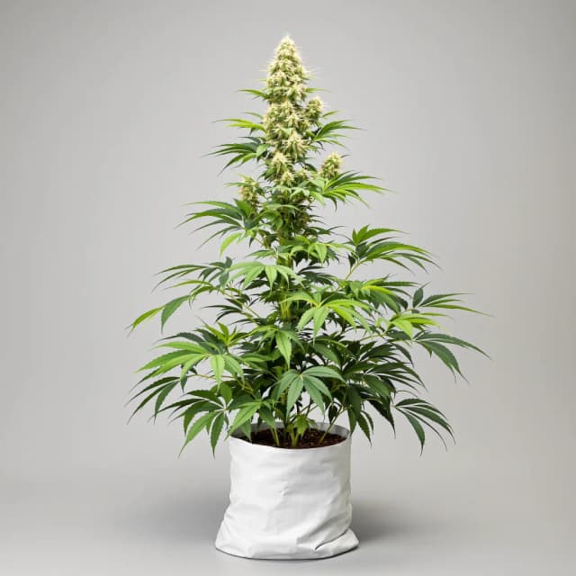 Embalaje de semillas de cannabis Master Jedi — Royal King Seeds España