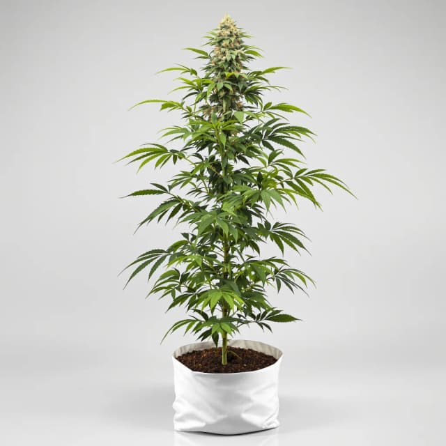 Embalaje de semillas de cannabis Master Yoda — Royal King Seeds España