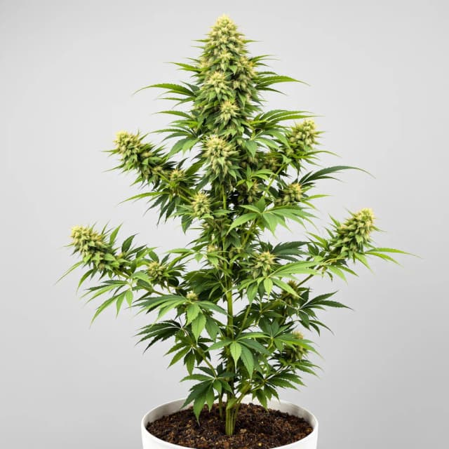 Embalaje de semillas de cannabis Matanuska Tundra — Royal King Seeds España
