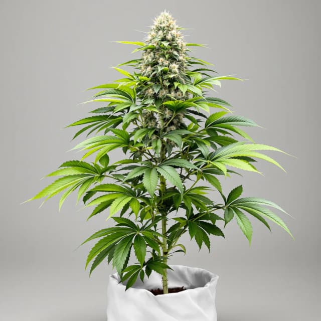 Embalaje de semillas de cannabis Mataro Blue CBD — Royal King Seeds España