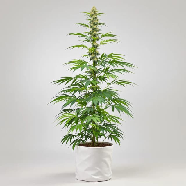 Embalaje de semillas de cannabis Maui — Royal King Seeds España