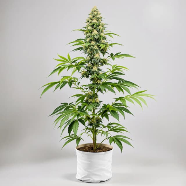 Embalaje de semillas de cannabis Maui Haole — Royal King Seeds España