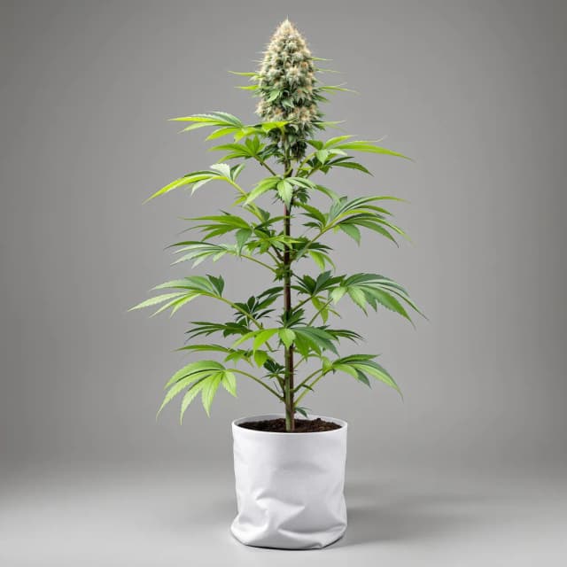 Embalaje de semillas de cannabis Maxi Gom — Royal King Seeds España