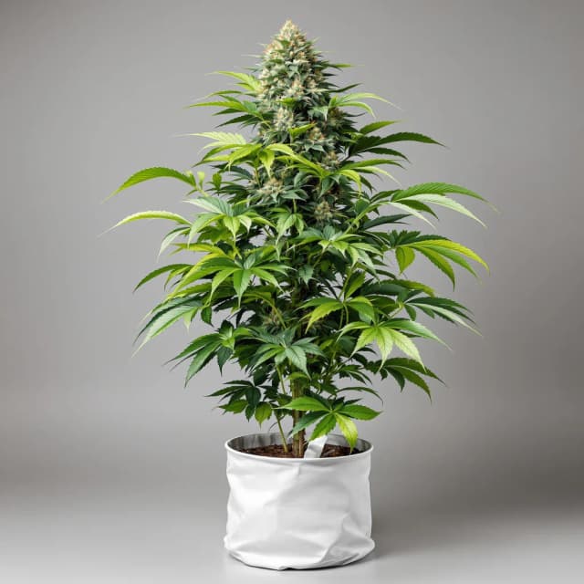 Embalaje de semillas de cannabis Mazar — Royal King Seeds España