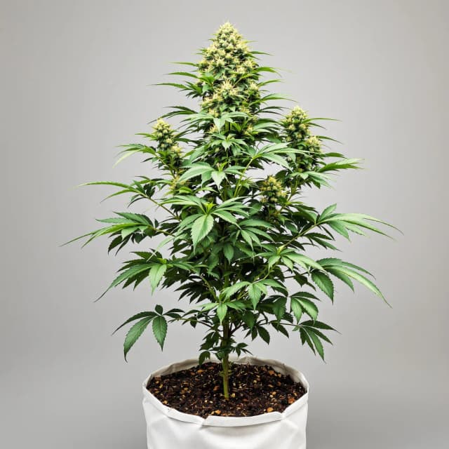 Embalaje de semillas de cannabis Mazar x Blueberry — Royal King Seeds España