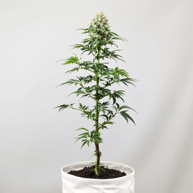 Embalaje de semillas de cannabis Mean Misty — Royal King Seeds España