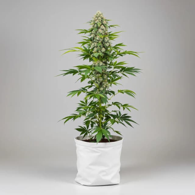 Embalaje de semillas de cannabis MedGom CBD — Royal King Seeds España