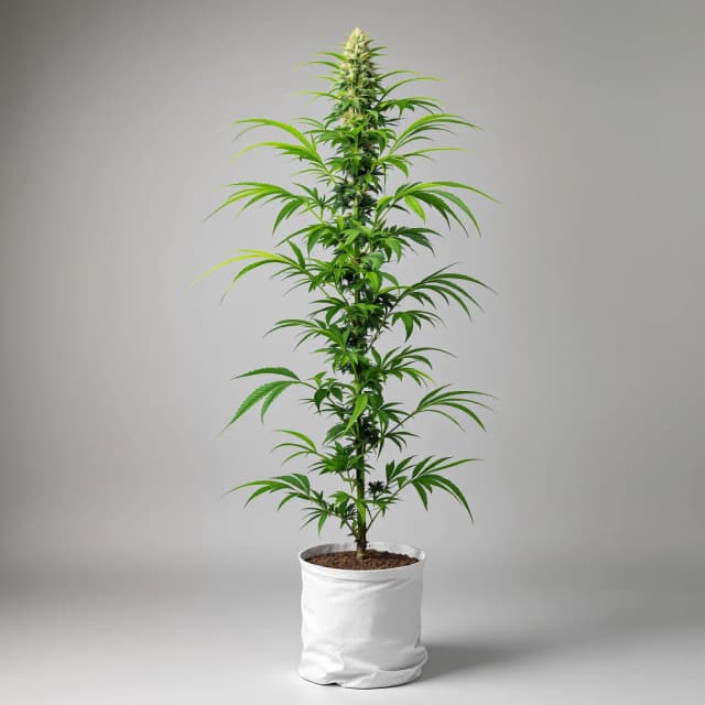 Embalaje de semillas de cannabis Melting Pot — Royal King Seeds España
