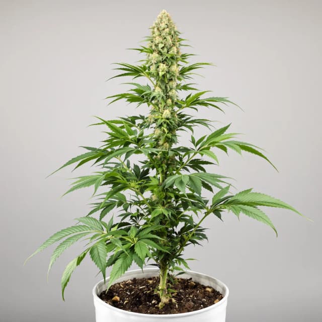 Embalaje de semillas de cannabis Mendo Breath — Royal King Seeds España