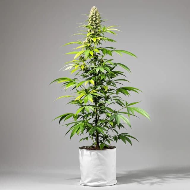 Embalaje de semillas de cannabis Mexican Haze — Royal King Seeds España