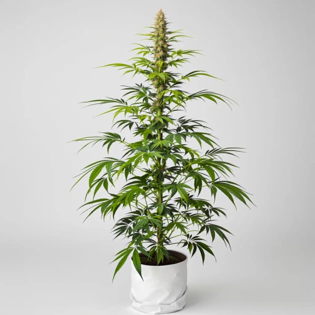 Embalaje de semillas de cannabis Mickey Kush — Royal King Seeds España