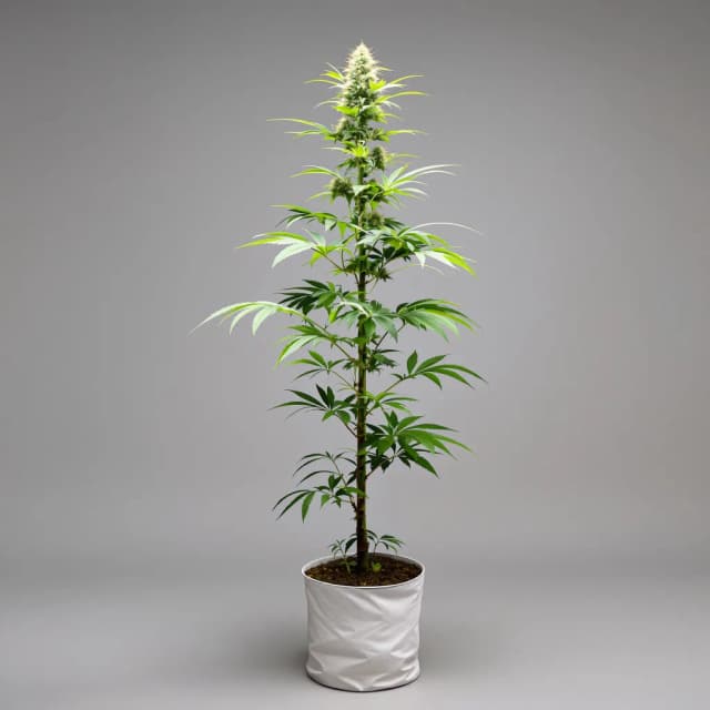 Embalaje de semillas de cannabis Mickey Kush — Royal King Seeds España