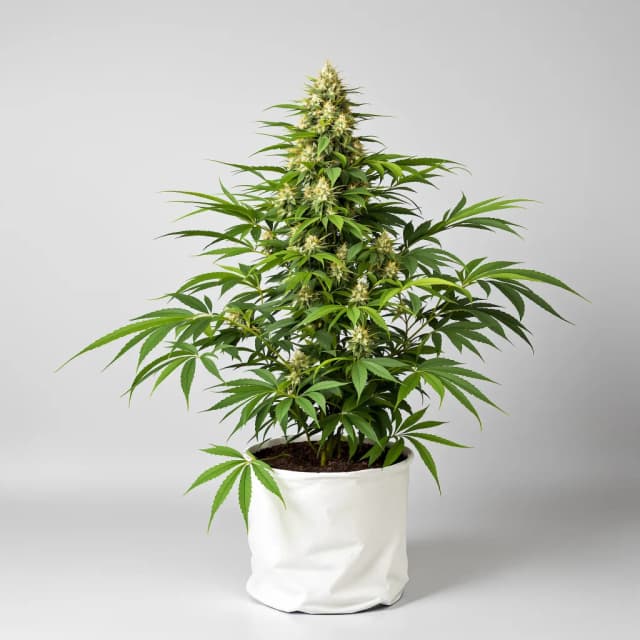 Embalaje de semillas de cannabis Middlefork — Royal King Seeds España