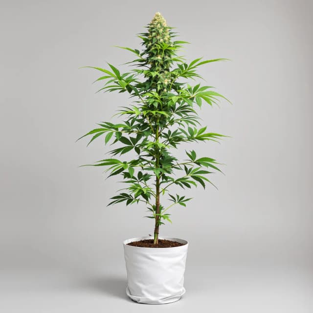 Embalaje de semillas de cannabis Midnight — Royal King Seeds España