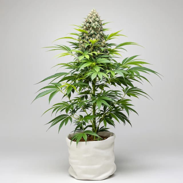 Embalaje de semillas de cannabis Milky Way — Royal King Seeds España